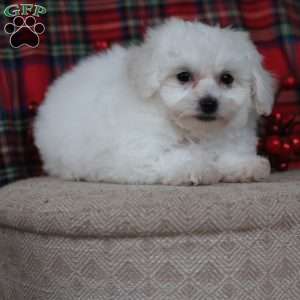 Gracie, Bichon Frise Puppy